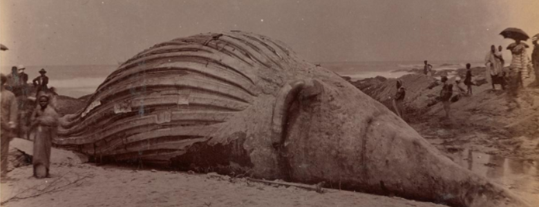 Y30448U: 19 - Whale shot by a man-of-war at Cape Coast